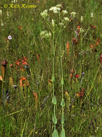 {Sabatia macrophylla var. recurvans}